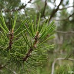 pinus-rotundata-5