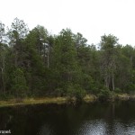 pinus-rotundata-6