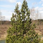 pinus_rotundata1