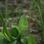 salix_hastata_subsp_-vegeta2