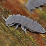 tetrodonthophora_bielanensis1