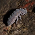 tetrodonthophora_bielanensis2