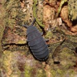 tetrodonthophora_bielanensis3