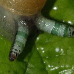 urogonimus_macrostomus1