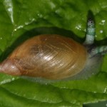 urogonimus_macrostomus2