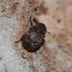anthribus_nebulosus3