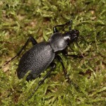 carabus_coriaceus1