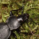 carabus_coriaceus2