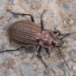 carabus_ullrichii1