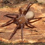 cicurina_cicur1 cicurina_cicur1