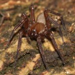 cicurina_cicur2 cicurina_cicur2