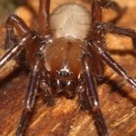 cicurina_cicur3 cicurina_cicur3