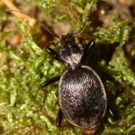 cychrus_attenuatus3