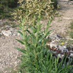 hesperis_tristis5