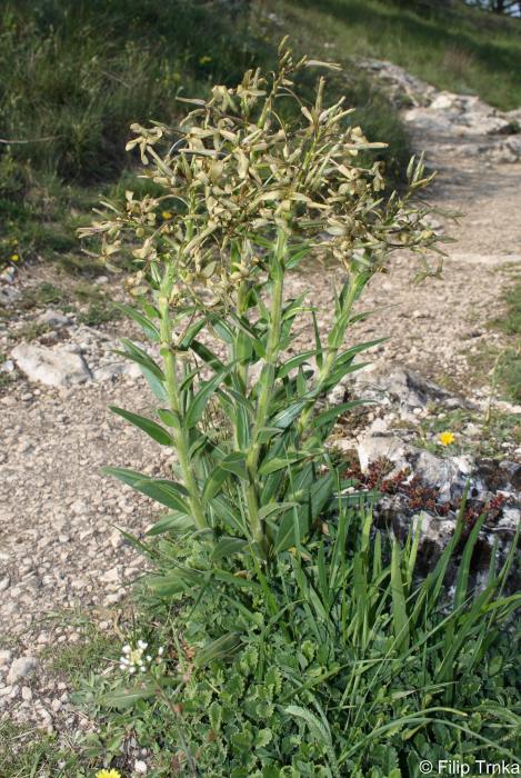 Hesperis tristis večernice smutná Brassicaceae brukvovité