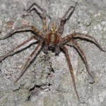 malthonica_silvestris3
