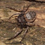 nuctenea_umbratica1