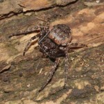 nuctenea_umbratica3