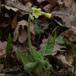 primula-elatior-3 primula-elatior-3