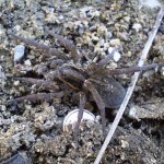 trochosa_robusta1