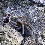 trochosa_robusta2