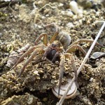 trochosa_robusta3