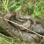 vipera vipera