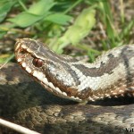 vipera1 vipera1