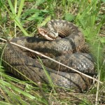 vipera2 vipera2