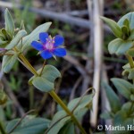 anagallis_foemina_1