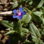 anagallis_foemina_3