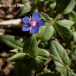 anagallis_foemina_3