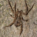 anyphaena_accentuata3