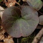 asarum-europaeum-2