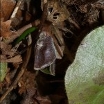 asarum-europaeum-4