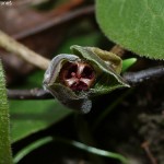 asarum-europaeum-5