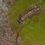 asellus_aquaticus1