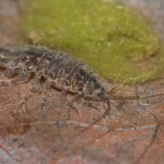 asellus_aquaticus2