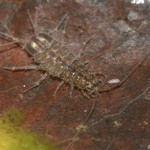asellus_aquaticus3