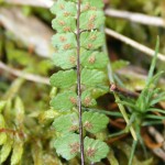 asplenium_adulterinum3