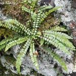 asplenium_adulterinum4