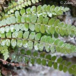 asplenium_adulterinum5