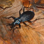 carabus_intricatus1