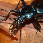 carabus_intricatus2