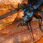 carabus_intricatus3