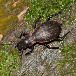 carabus_irregularis1