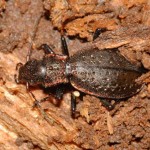 carabus_irregularis2