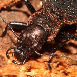 carabus_irregularis3
