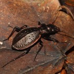 carabus_irregularis4