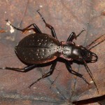 carabus_irregularis5